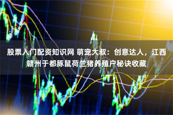 股票入门配资知识网 萌宠大叔：创意达人，江西赣州于都豚鼠荷兰猪养殖户秘诀收藏