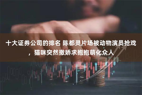 十大证券公司的排名 陈都灵片场被动物演员抢戏，猫咪突然撒娇求抱抱萌化众人